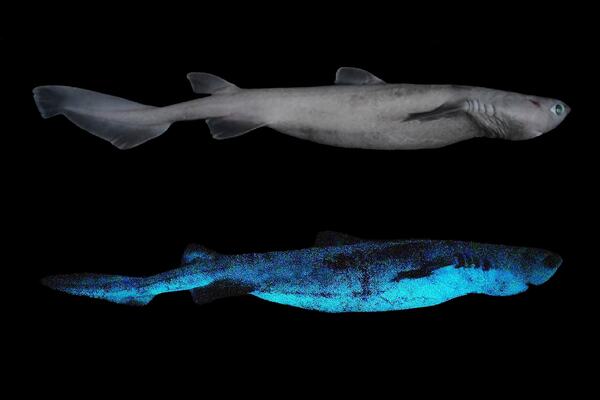 The Kitefin Shark: The World's Largest Known Luminous Vertebrate