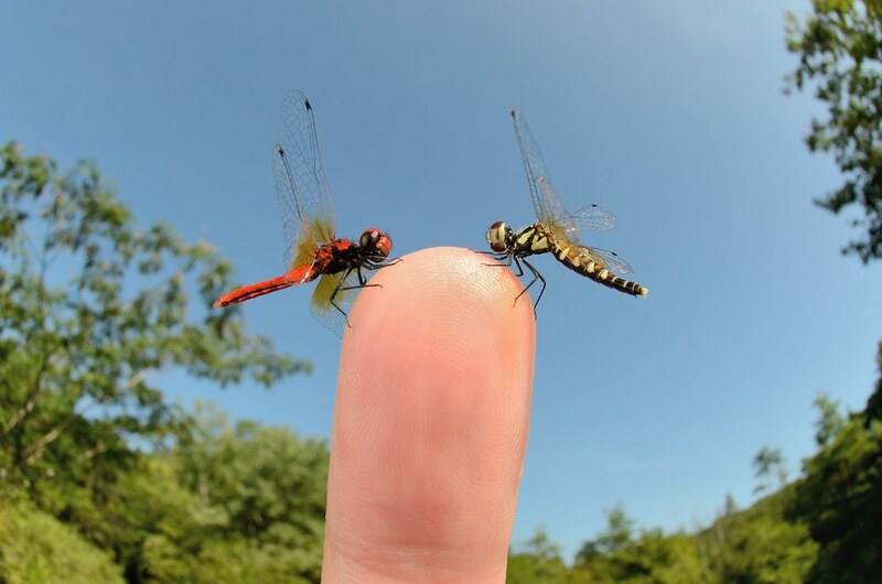 The 10 smallest insects in the world