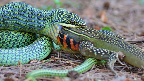 What Big Animals Do Snakes Eat? A Deep Dive into the World of Giant Snake Appetites