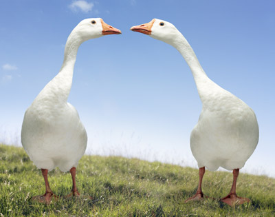 Are Geese Animals? Exploring the World of Geese, Their Roles, and Why Canadian Geese Are Controversi