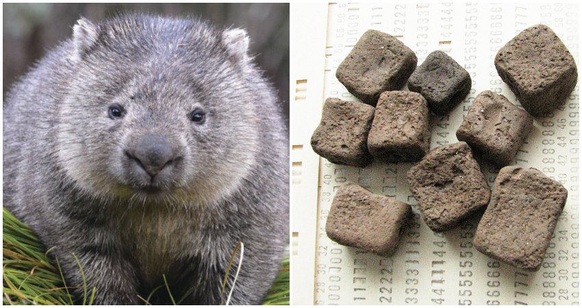 The Fascinating Mystery of Wombat Cube Poop: Why Some Animals Poop Cubes