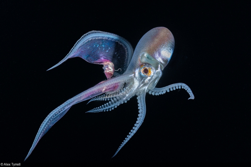 Top 10 famous octopus species