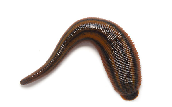 Which Animal Has 32 Brains? Understanding the Unique Anatomy of Leeches