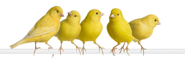 The Ultimate Guide to Canary Birds: Care, Facts, and Everything You Need to Know