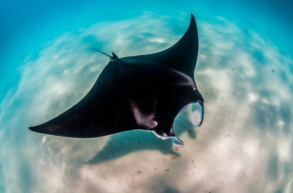 Manta-Ray-swimming.jpg