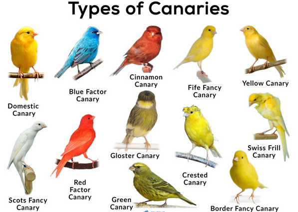 Types-of-Canaries (1).jpg