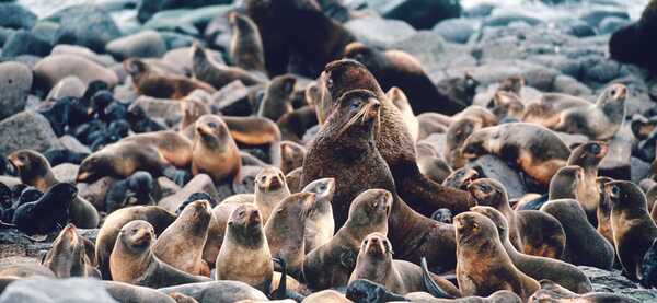 Everything You Need to Know About the Northern Fur Seal