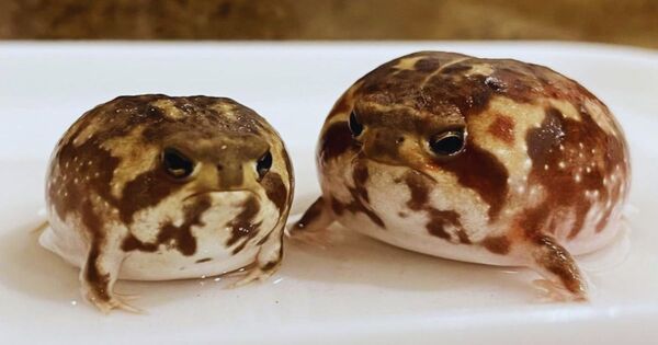 Desert Rain Frog as a Pet: A Complete Guide