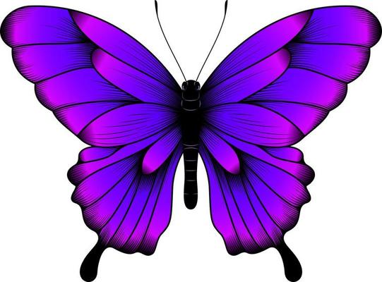 tropical-purple-butterfly-illustration-beautiful-butterfly-vector.jpg