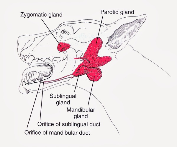 Salivary Gld Anatomy.jpg