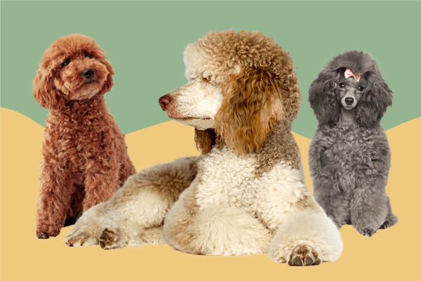 Toy Poodle vs Miniature Poodle vs Standard Poodle: ​ Which Poodle is Right for You?