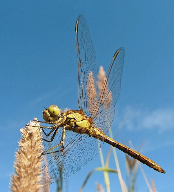 Exploring Large Flying Insects: Nature’s Aerial Giants