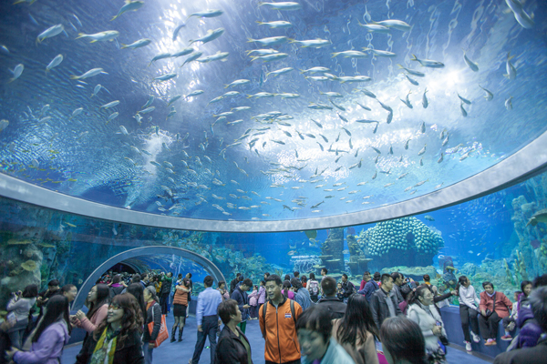 The Biggest Fish Tank in the World: A Deep Dive Into the World's Largest Aquariums