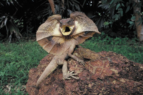 10 Most Unique Lizards in the World: Fascinating Facts About These Amazing Reptiles