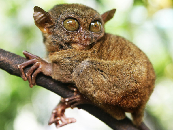 tarsier3.jpg