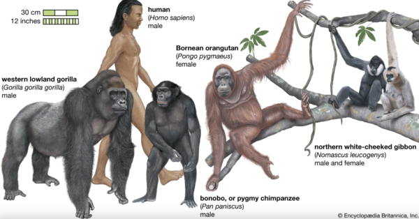 Exploring Hominoidea: The Superfamily of Apes and Humans