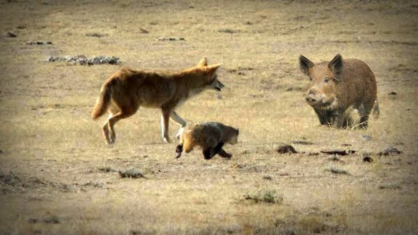 Why Coyotes and Badgers Hunt Together: A Fascinating Wildlife Partnership