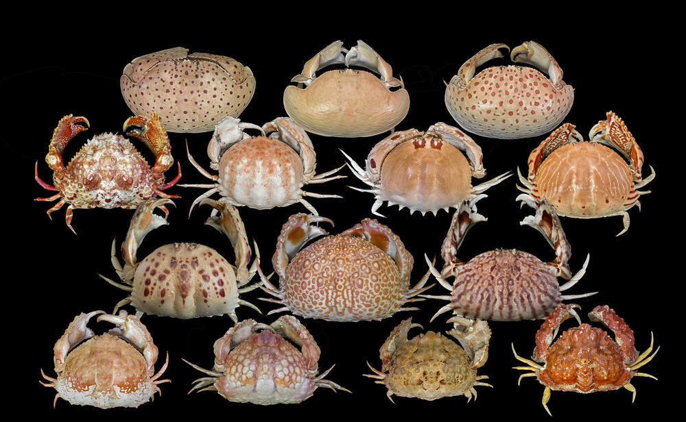 Top 10 famous species of brown crab