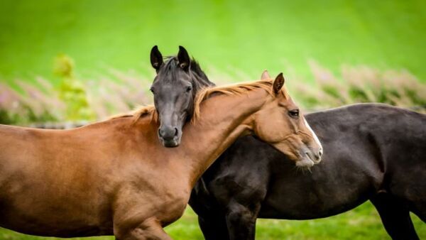 Animals That Sleep Standing Up and Those That Can't Lie Down: Fascinating Facts