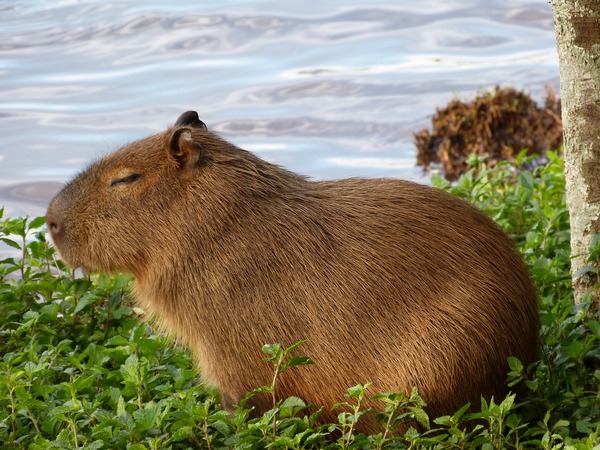 capybara-977101_1280.jpg