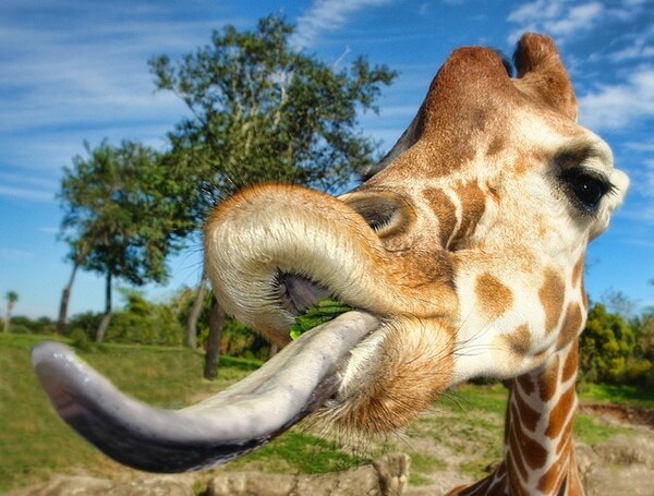 Exploring the Fascinating Tongues of Animals: Unusual, Unique, and Adapted for Survival