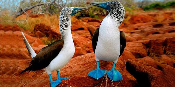 Which Birds Have Blue Feet? Exploring the Iconic Blue-Footed Booby and Beyond