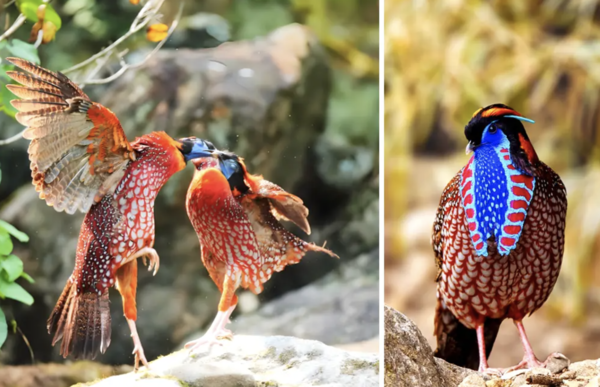 Comprehensive Guide to the Satyr Tragopan (Tragopan satyra)