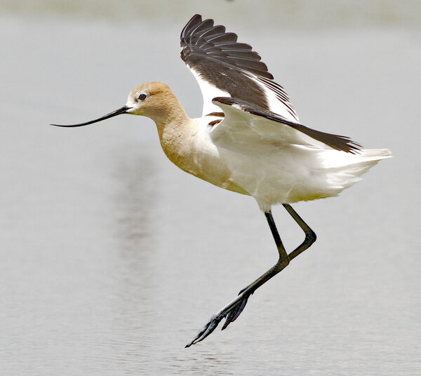 The American Avocet: A Comprehensive Guide