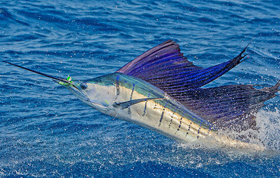 The Fastest Animal in the Ocean: Exploring Marine Speed Champions