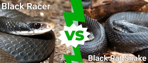 Black Racer vs Black Rat Snake: A Comprehensive Guide