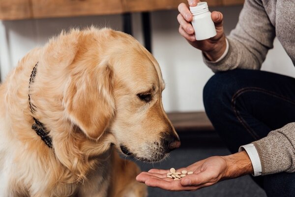 dog-and-vitamins_Shutterstock_LightField-Studios (1).jpg