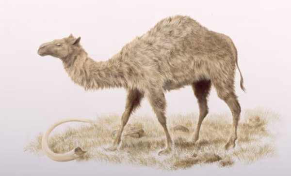 Do Girl Camels Have Humps? Let’s Uncover the Facts About Camel Anatomy and Humps