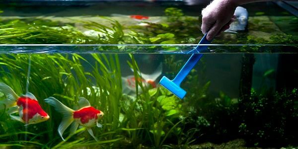 How to Clean a Freshwater Aquarium: A Comprehensive Guide for Pristine Tanks