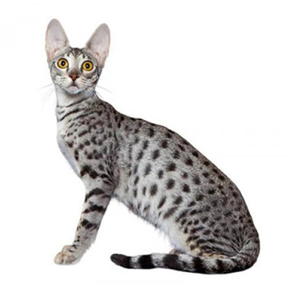 Comprehensive Guide: Do Savannah Cats Smell? Understanding Odor in Pets and How to Manage It