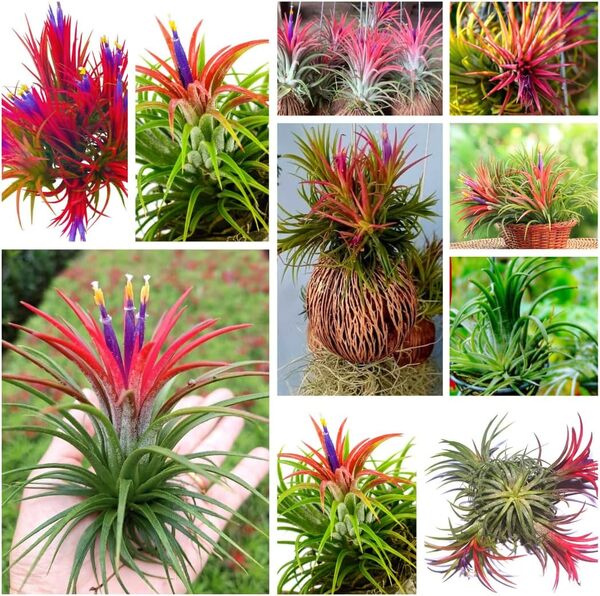 Air Plant: Tillandsia ionantha – A Tiny Wonder in Your Home