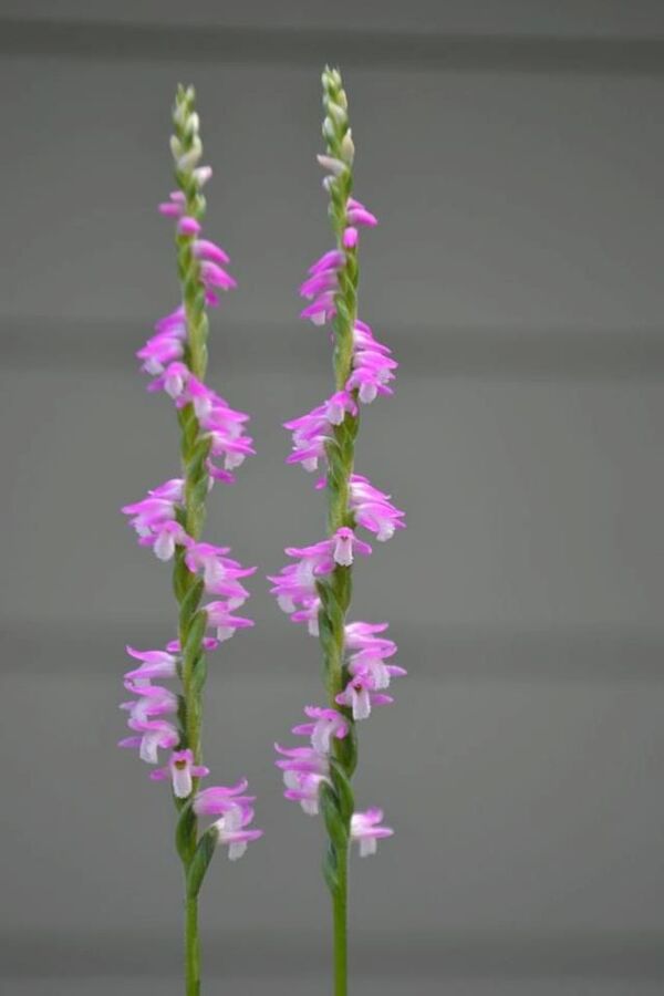 Chinese Spiranthes (Spiranthes sinensis): The 