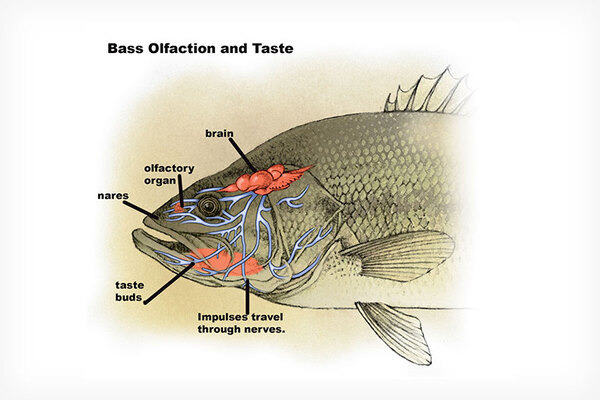 Bass-Senses-Illustration.jpg