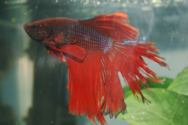 Betta-Fish-Fin-Rot-Symptoms-Causes-Prevention-Treatment-1 (1).jpg