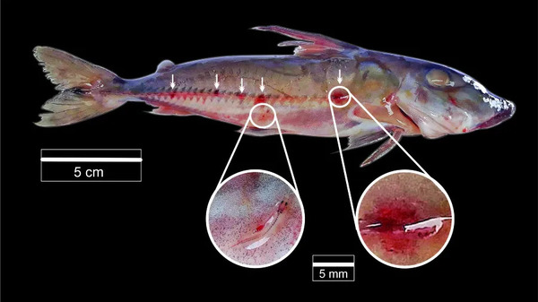 Candiru: The Mysterious and Misunderstood Fish of the Amazon