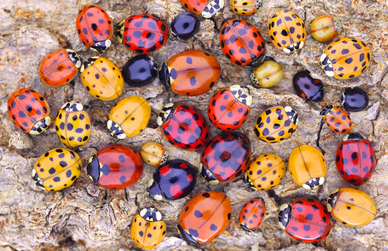 The Wonderful World of Ladybugs: Comprehensive Insights into Their Life, Species, and Significance