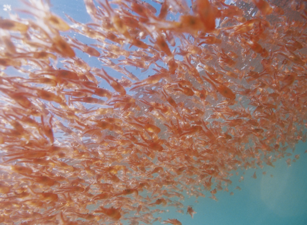 Krill: The Tiny Giants of the Ocean