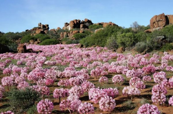 Brunsvigia bosmaniae: The Fireworks of the Floral World