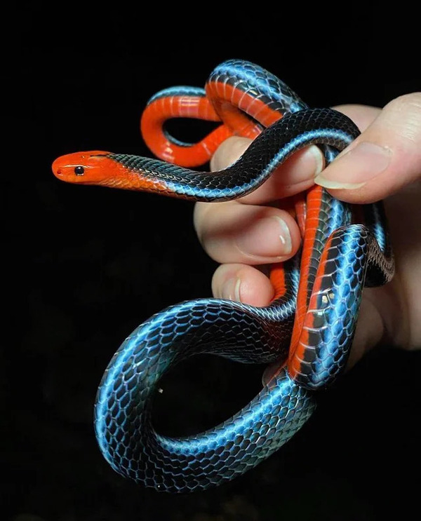 malaysian-blue-coral-snake-v0-bnfw5wii0p191.jpg