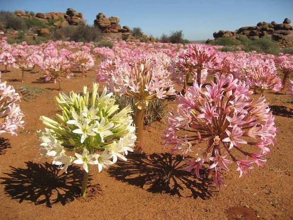 Brunsvigia-bosmaniae-karoo-suculento2B2528925292B800px.jpg