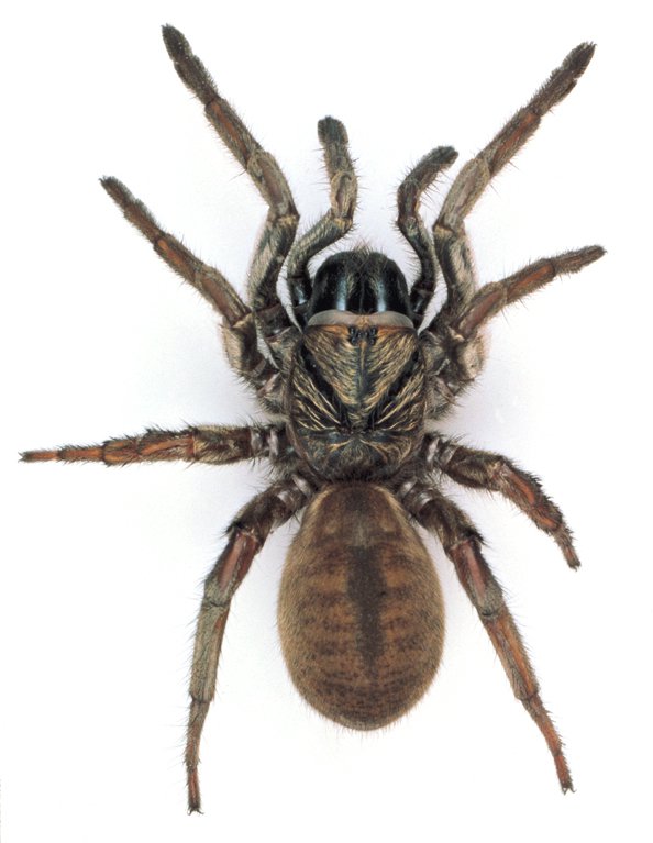 Trapdoor Spiders: A Fascinating World of Stealthy Predators