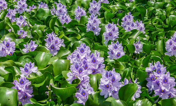 Water Hyacinth: From Beautiful Aquatic Plant to Aggressive Invader