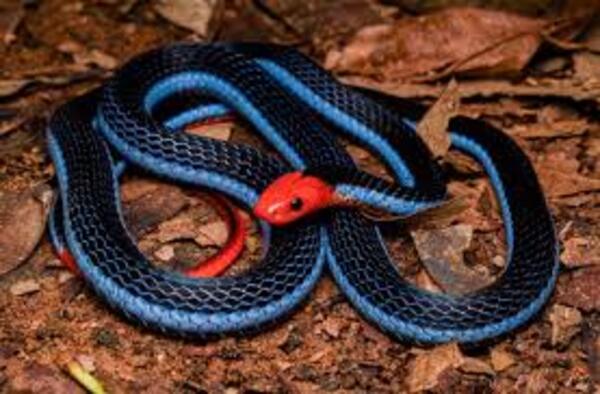 The Blue Coral Snake: A Beautiful but Deadly Wonder of Nature