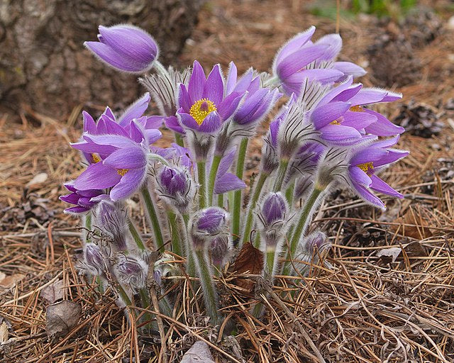 Anenomewolfgangiana-PasqueFlower_2_edce99e5-d447-48a7-90df-654fe09959e2_1024x1024.jpg