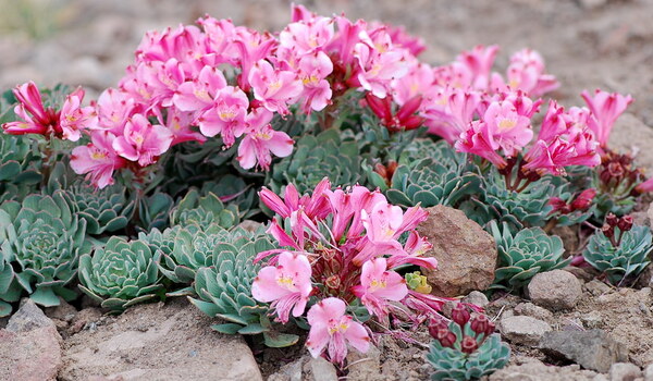 Alstroemeria Spathulata: The Stunning Spoon-Leaf Peruvian Lily You Need in Your Garden