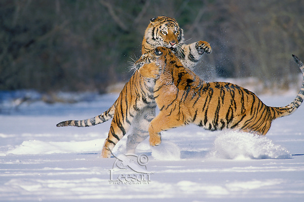 Does Taiga Have a Lot of Animals? Exploring Wildlife in the Boreal Forest